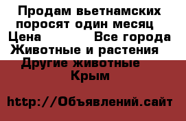 Продам вьетнамских поросят,один месяц › Цена ­ 3 000 - Все города Животные и растения » Другие животные   . Крым